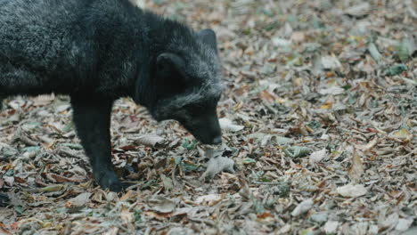 black fox sniffing the ground at zao fox village, miyagi, japan - close up