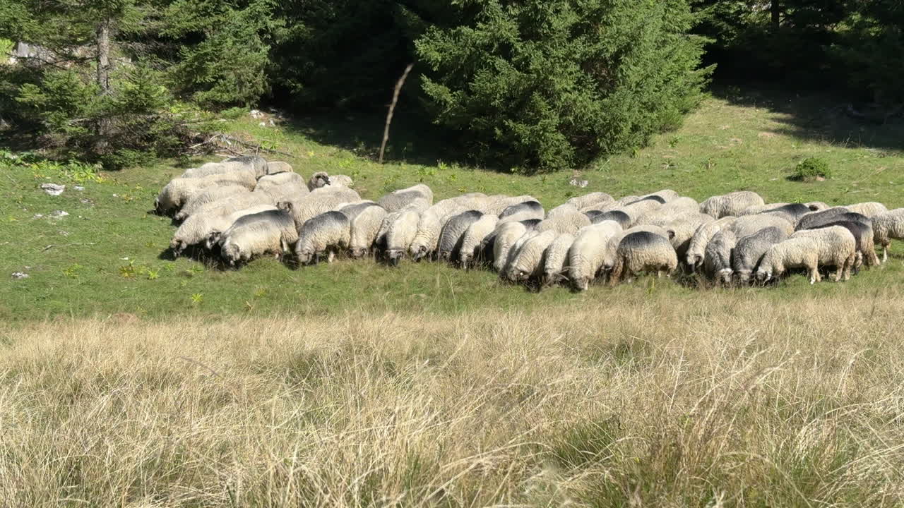 Large flock of sheep grazing together on sunny mountain pasture by forest trees