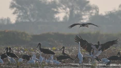 black storks birds landing in wetland in morning