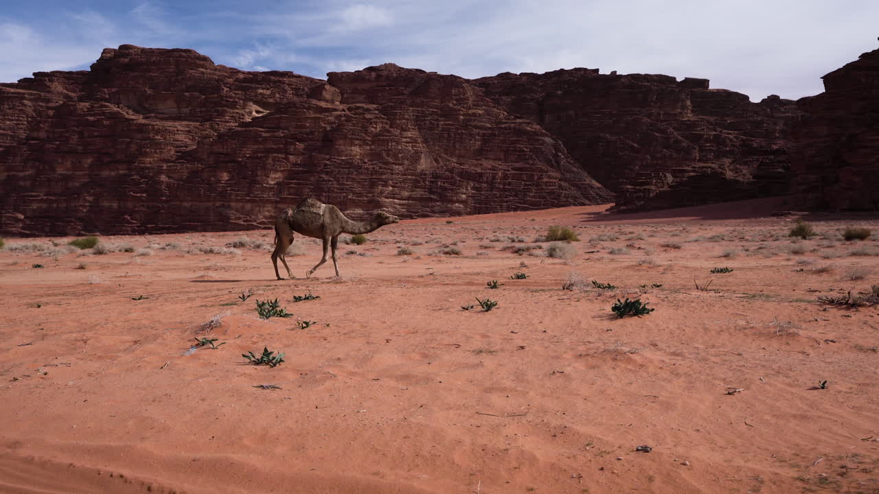 camello de una joroba de piel marrón aislada deambulando por el desierto de wadi rum