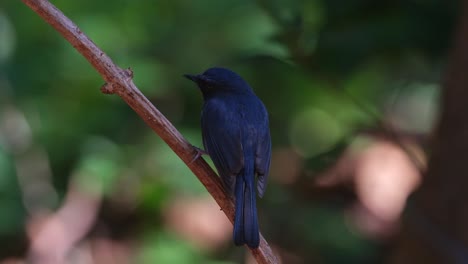 Von-Hinten-Gesehen,-Während-Die-Kamera-Herauszoomt,-Indochinesischer-Blauschnäpper-Cyornis-Sumatrensis,-Thailand