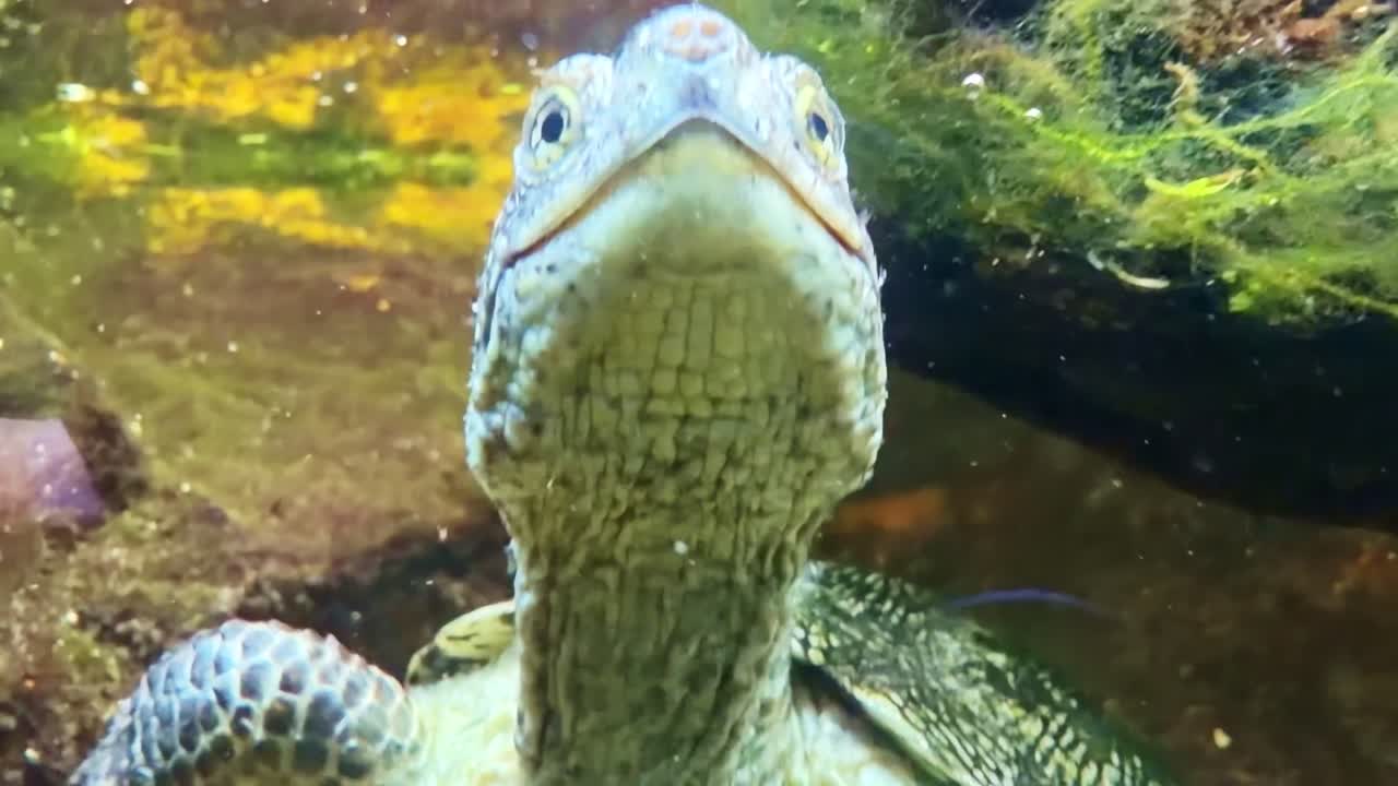 Turtle swimming underwater in aquarium. Close-up