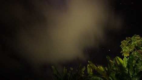 timelapse nocturno del cielo lleno de estrellas y hojas de palma verde en el suelo