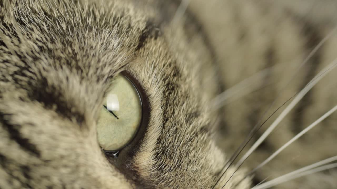 태비 고양이 눈의 매크로  ⁇  주위를보고