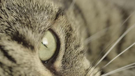 tabby cat macro shot of eye looking round