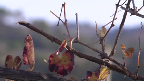 grape vine in autumn with the mountains in the background