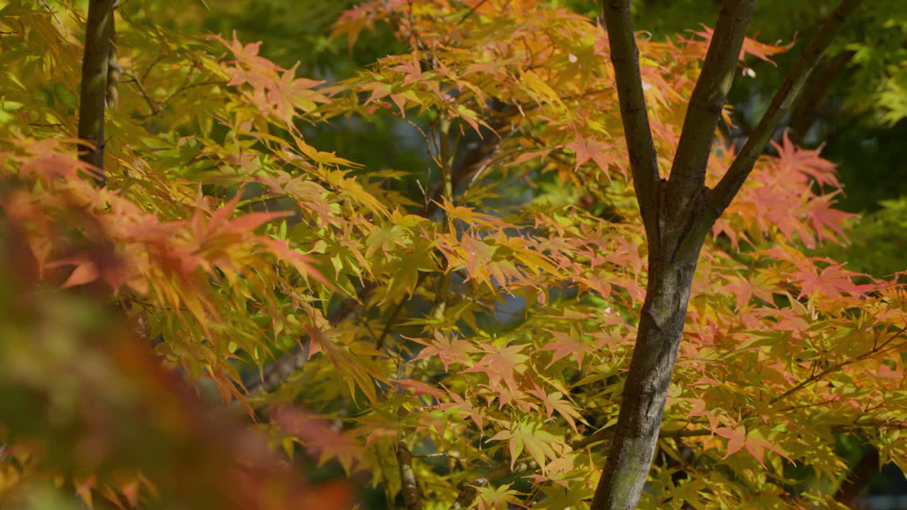 Rack Focus Of Lush Foliage Of Smooth Japanese Maple Trees During Autumn Season In South Korea