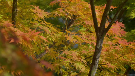 rack focus of lush foliage of smooth japanese maple trees during autumn season in south korea