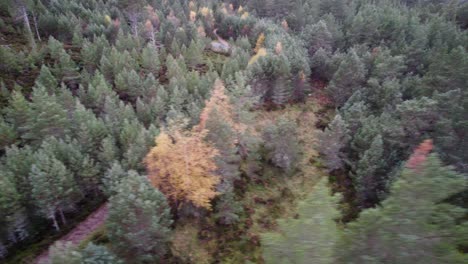 aerial drone footage rolling over a scots pine forest canopy with mature and regenerating trees, heather and moorland in the cairngorms national park, scotland