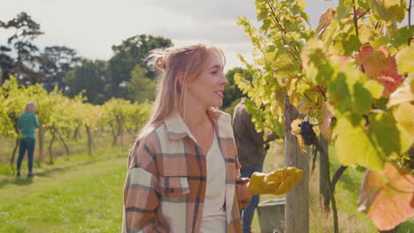 Female-Worker-Harvesting-Grapes-From-Vine-In-Vineyard-For-Wine-Production