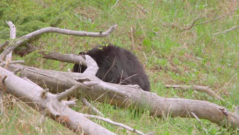 Cachorro-De-Oso-Negro-Comiendo-Hojas-En-El-Parque-Nacional-De-Yellowstone-En-Wyoming