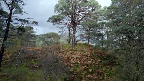 Drohnenaufnahmen,-Die-Langsam-Rückwärts-Durch-Einen-Wald-Fliegen-Und-Sich-Neigen,-Um-Eine-Alte-Schottische-Kiefer-In-Einem-Isolierten-Fragment-Des-Kaledonischen-Waldes-Zu-Enthüllen