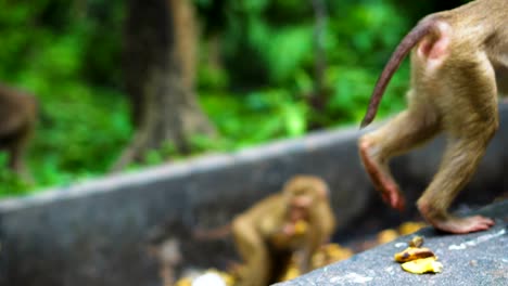 wild monkey eats bananas. natural habitat. asia thailand, mountain of monkeys