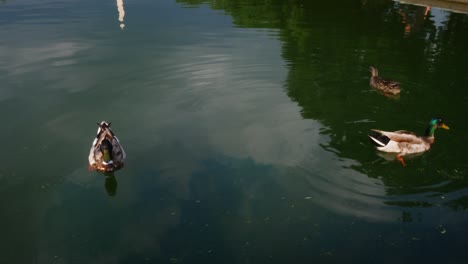 Patos-Flotando-En-La-Piscina-Reflectante-En-El-Centro-Comercial-Nacional-Viendo-El-Monumento-A-Washington