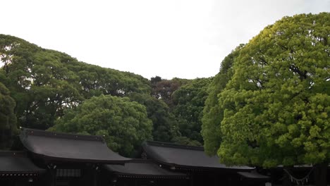 forest tree meiji jingu shrine yoyogi park tokyo japan temple pagoda roof