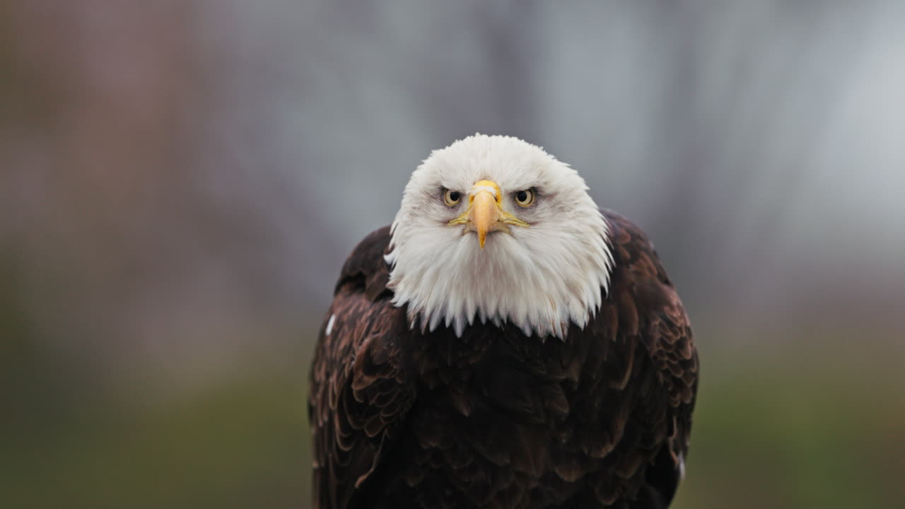 el retrato del águila calva