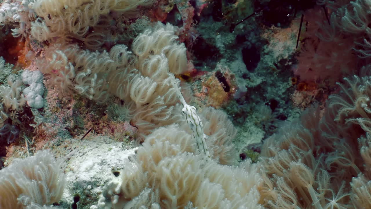 змееподобная длинная рыба трубач шульца на дне моря