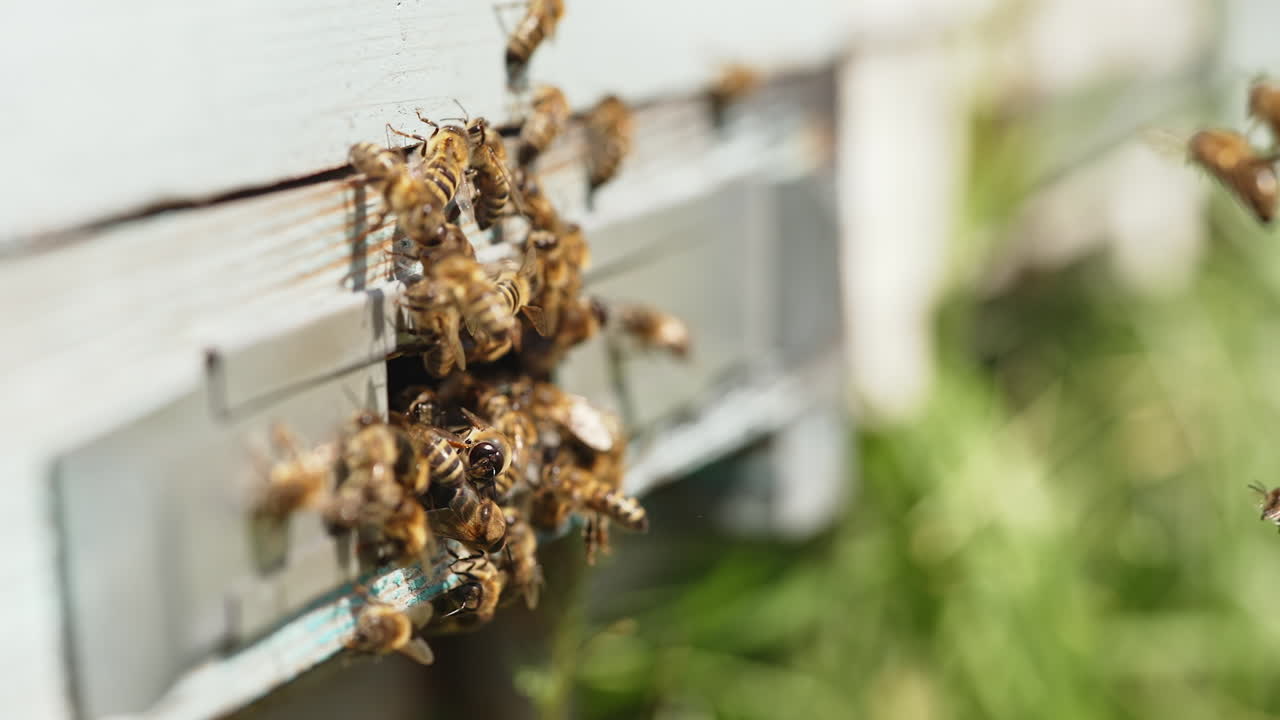 Entrance with bees of a hive. Busy bees carrying pollen into a beehive. Swarm of bees flying into a lifestyle hive collecting pollen. Beekeeping concept. Close-up.