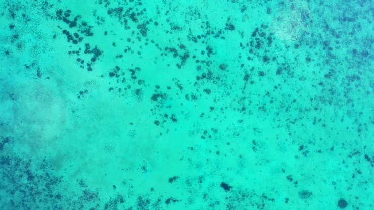 Texture marina con coralli sulla sabbia bianca dei fondali sotto l'acqua calma e limpida della laguna turchese vicino alla costa di Antigua