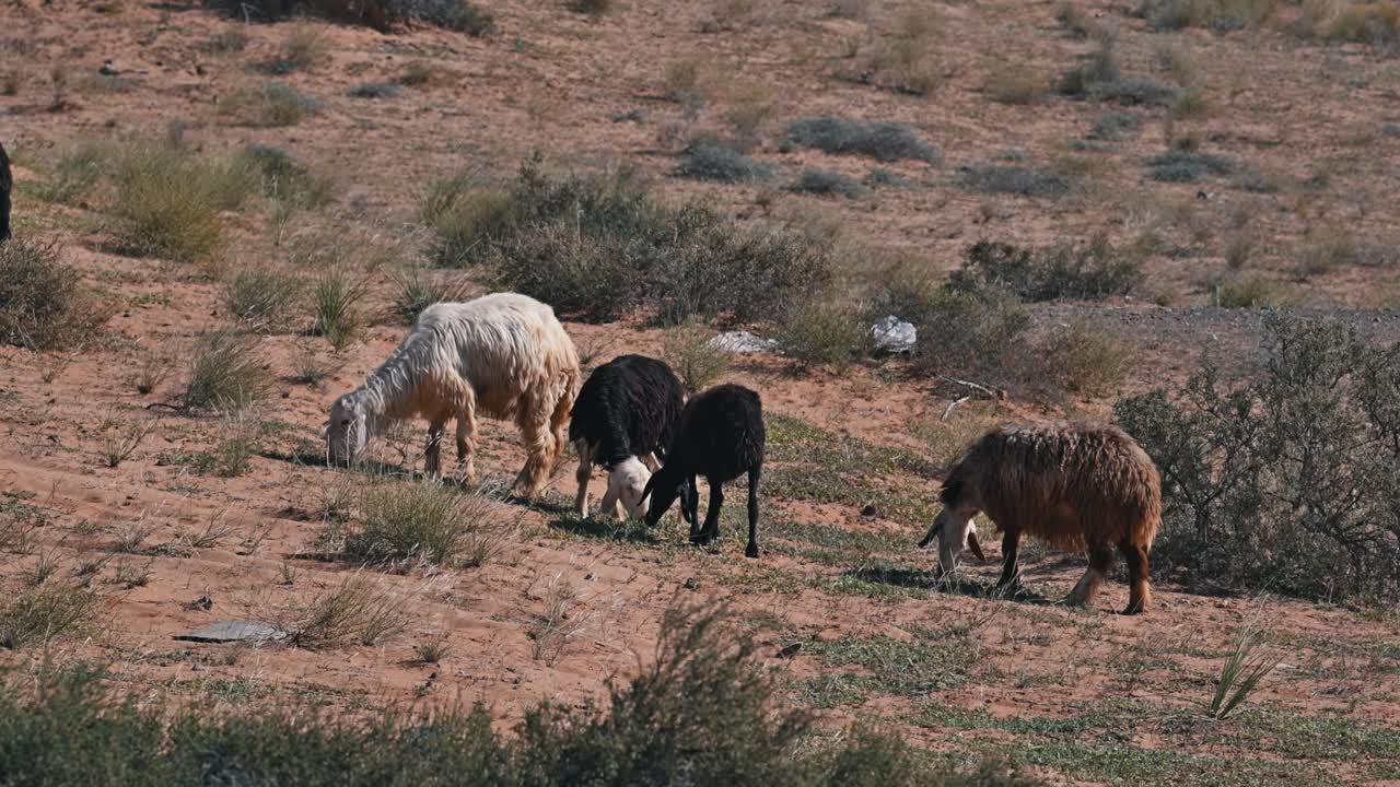 las ovejas najdi, nativas de la región de najd de la península arábiga, pastan en el desierto