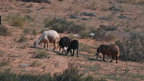 Najdi-Sheep,-native-to-the-Arabian-Peninsula's-Najd-region,-graze-in-the-desert