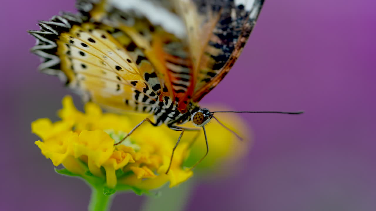Macro estremo di farfalla multicolore posata su fiore giallo che vola via - Ripresa al rallentatore con sfondo viola.