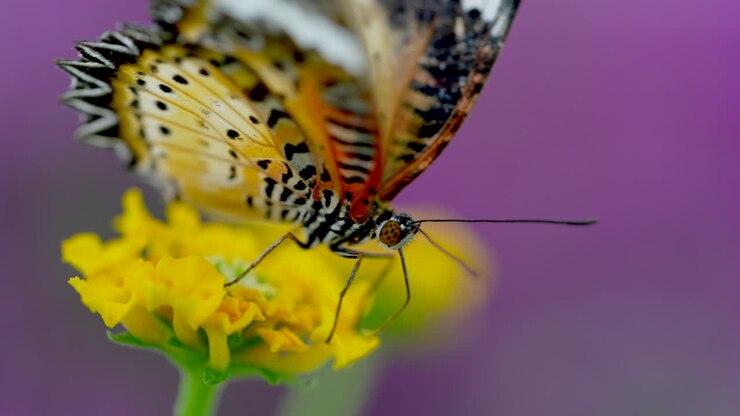 Macro estremo di farfalla multicolore posata su fiore giallo che vola via - Ripresa al rallentatore con sfondo viola.