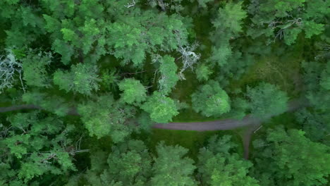 Narrow-winding-path-weaves-below-tree-canopy-forest,-aerial-bird's-eye-view