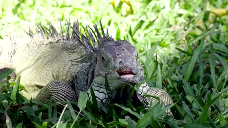 una gran iguana verde en una hierba verde
