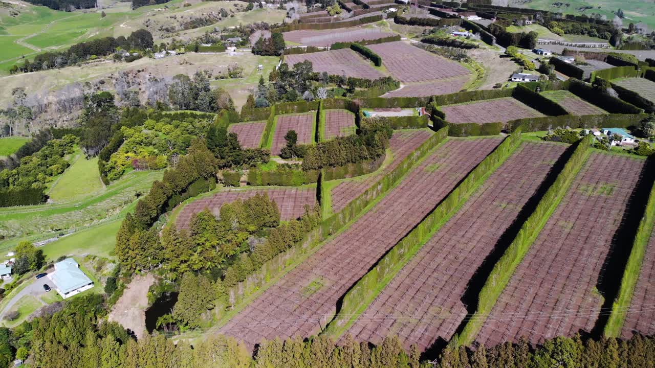 granja clásica en nueva zelanda con filas de cortavientos para proteger el huerto de frutas