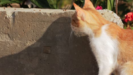 a brown cat hides near a concrete block and walks away