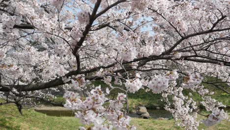 Landscape-panning-view-of-the-beautiful-natural-sakura-flower-trees-with-full-bloom-in-spring-sunshine-day-time-in-Kikuta,Fukushima,Japan