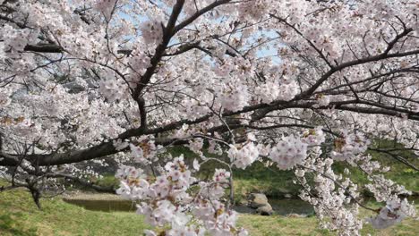 landscape panning view of the beautiful natural sakura flower trees with full-bloom in spring sunshine day time in kikuta,fukushima,japan