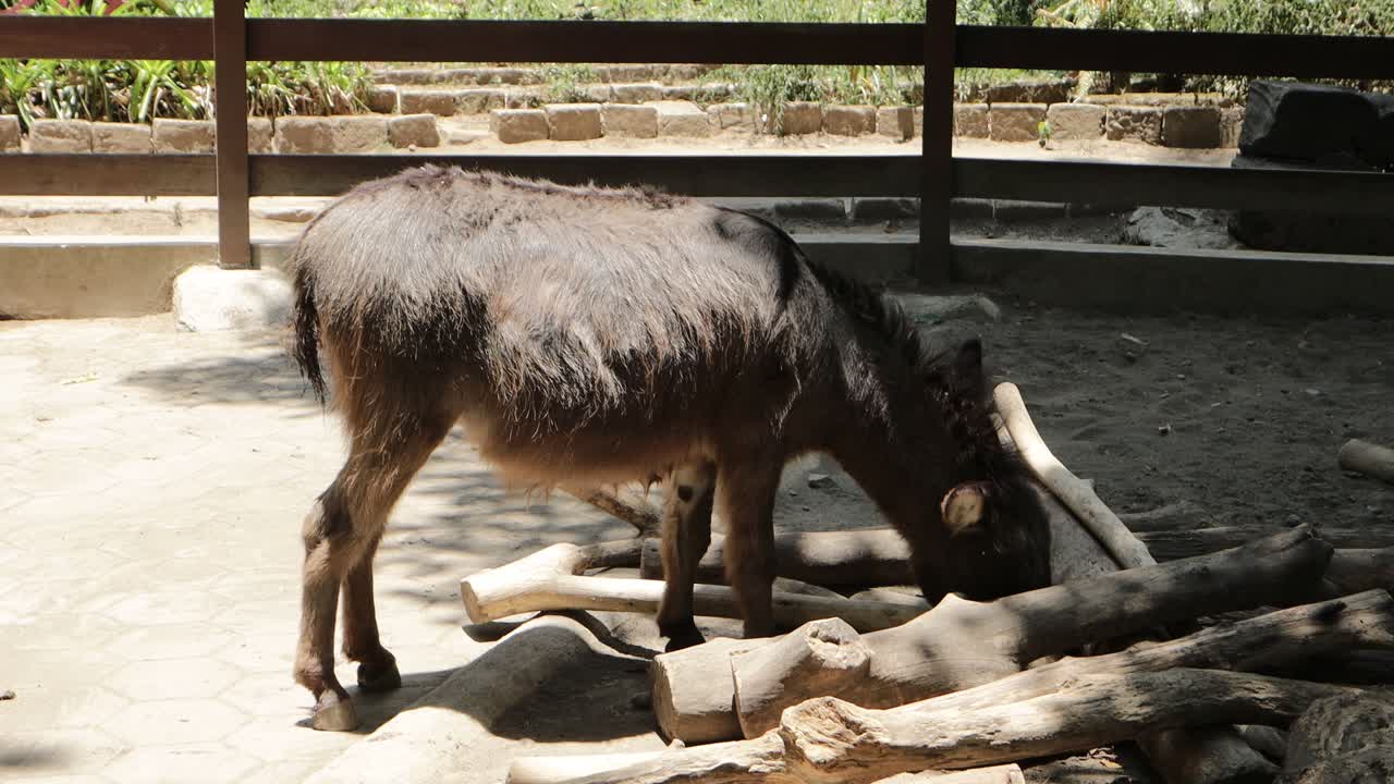 donkey standing in farm pen, rustic countryside livestock scene