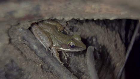 malayan white-lipped tree frog hiding among roots on the ground in jungle