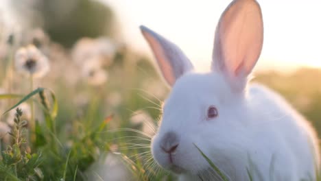 a beautiful white bunny on the background of the sunset looks into the camera. strongly blurred background