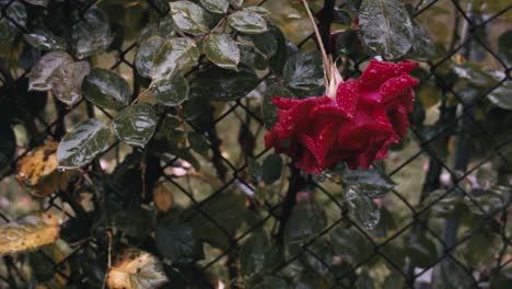 Fallen-red-Benjamin-Britten-rose-flower-during-a-rainy-day,-wet-flora-with-water-droplets,-background