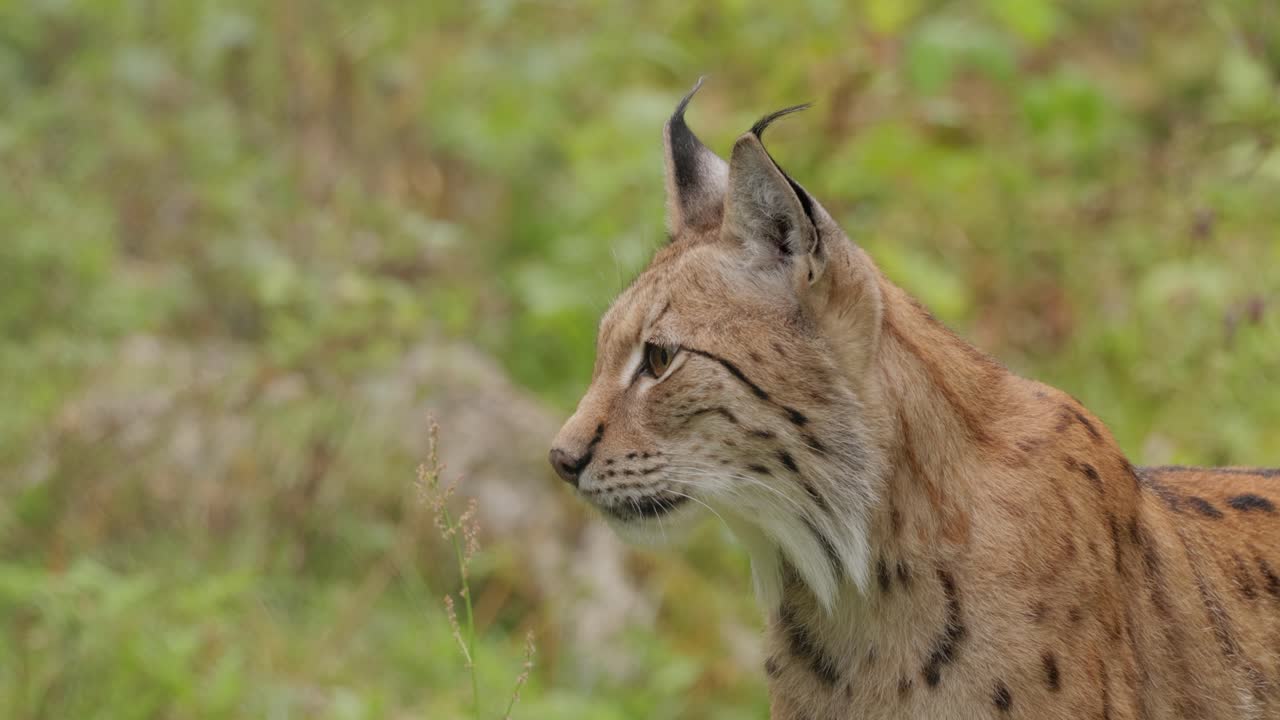 el lince eurasiático (lince lince) en el bosque.