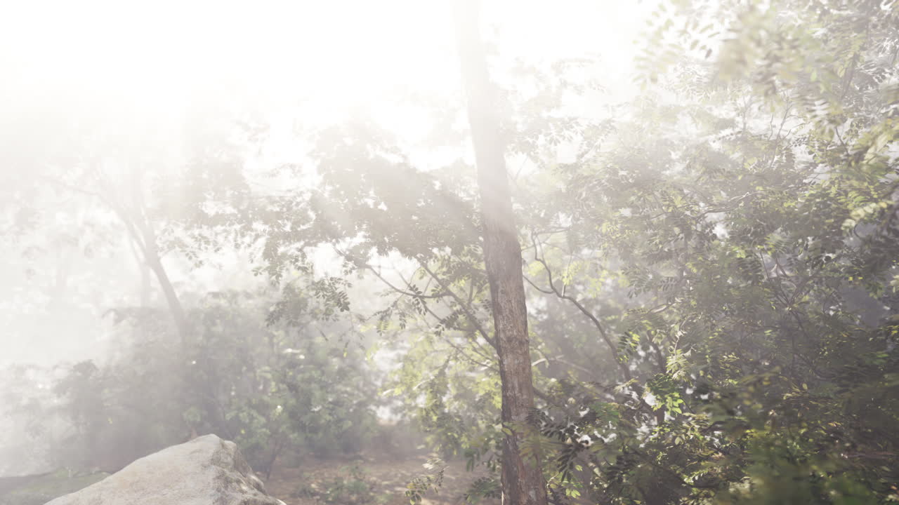 숲 속 의 안개 를 통과 하는 빛