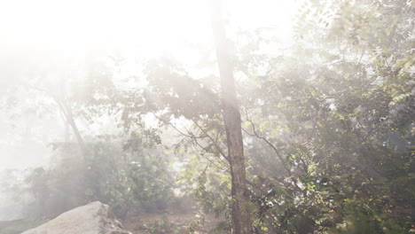 la luz del sol a través de la niebla en un bosque
