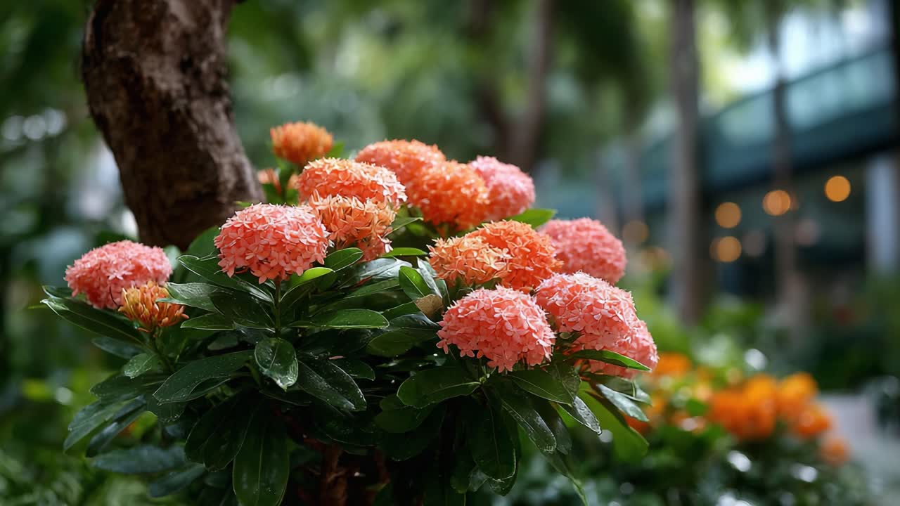 Vibrant Blooms: A Close-Up of Lush Orange and Pink Flowers Surrounded by Verdant Green Leaves in a Serene Garden Setting