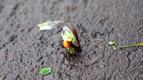 Cazando-Avispas-Matando-Saltamontes,-Tropical-Vespa-Affinis-De-Cerca