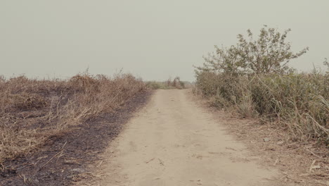 dirt road through burned vegetation