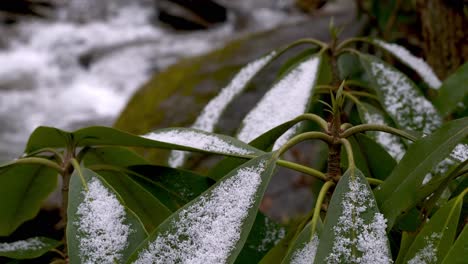 snow on rhododendron leaf near boone nc in appalachian mountains