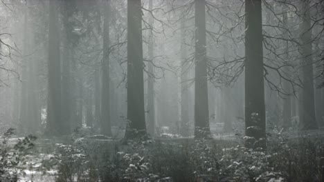 winter snow-covered forest on a cloudy day