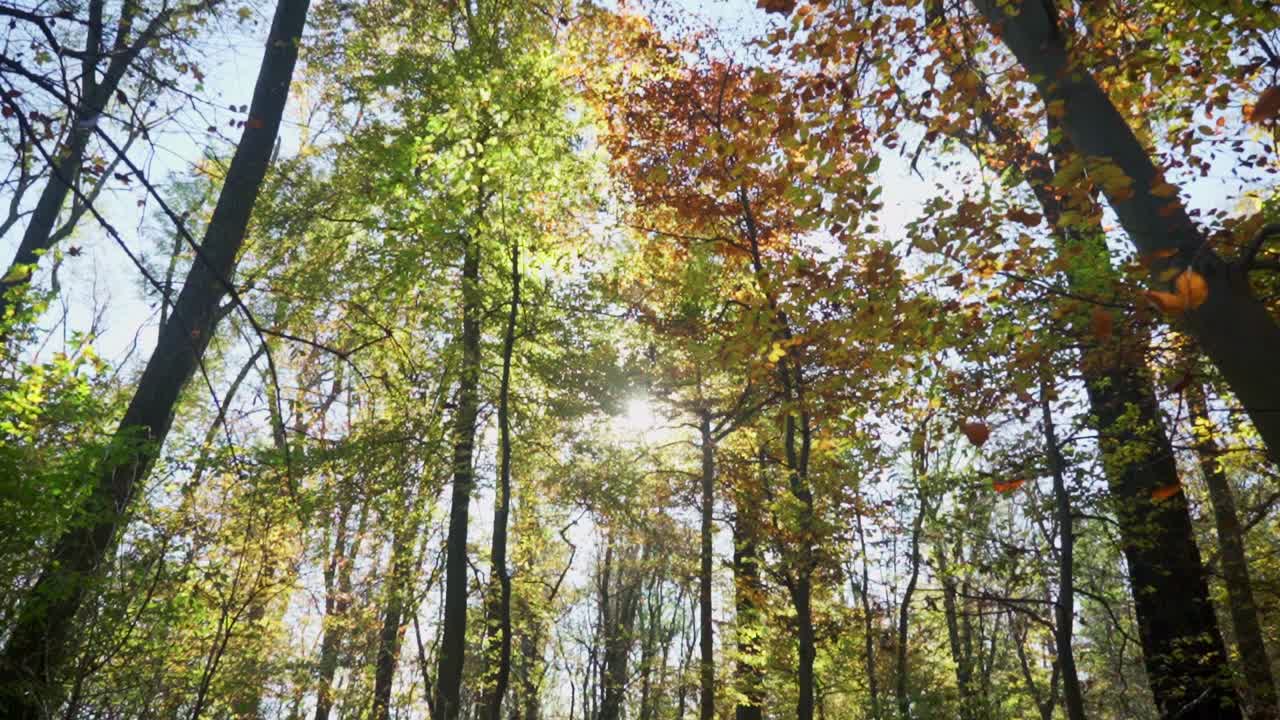 Forest with autumn leaves and sunlight filtering through the trees