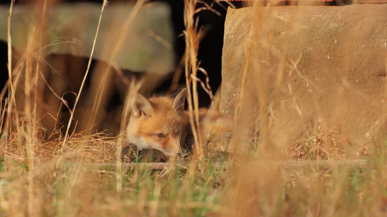 An American Red Fox cub curled up on the floor underneath an urban structure as it looks towards the camera
