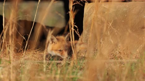 An-American-Red-Fox-cub-curled-up-on-the-floor-underneath-an-urban-structure-as-it-looks-towards-the-camera