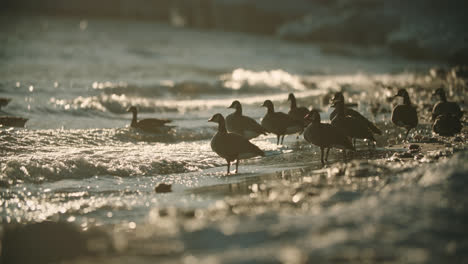 Herde-Kanadischer-Gänse,-Die-Bei-Sonnenuntergang-In-Strandwellen-Stehen