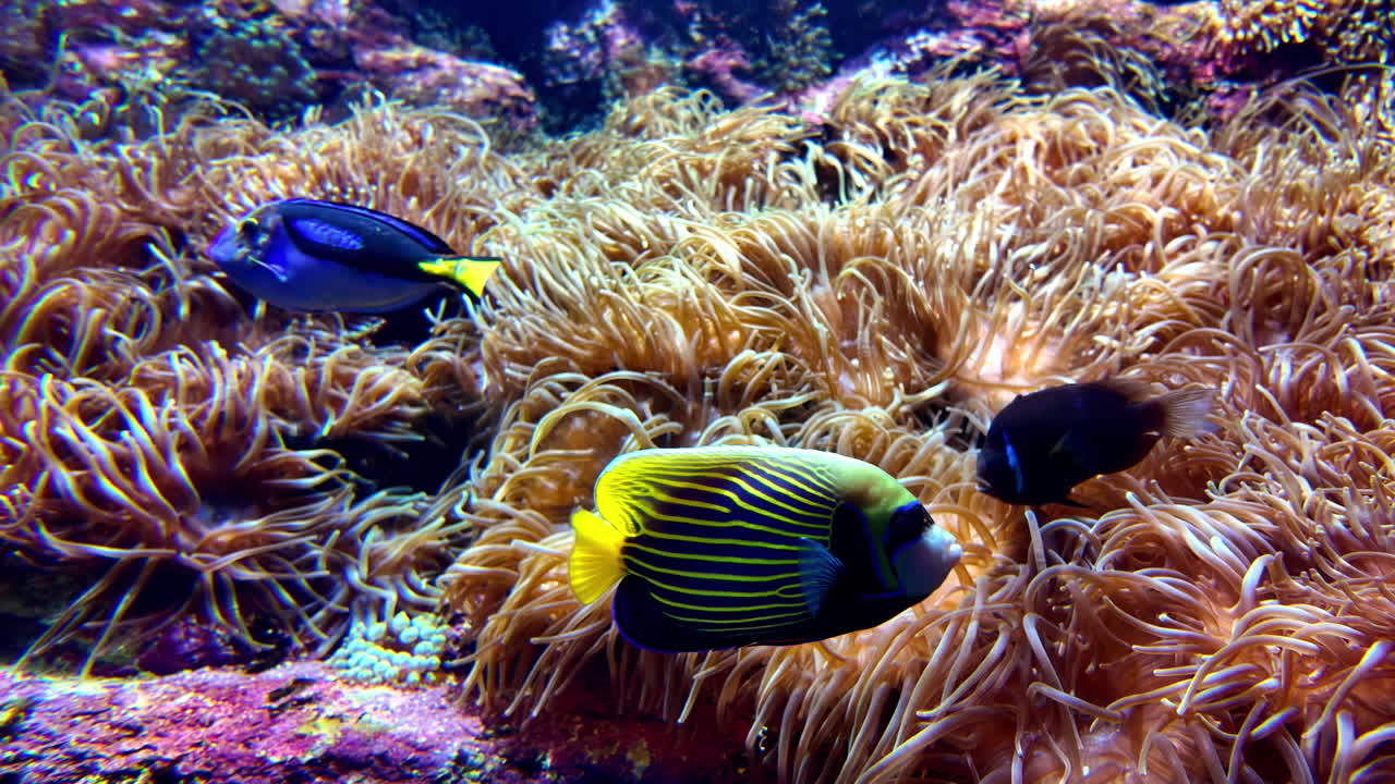 Vibrant Underwater Scene with Angelfish and Coral Reef